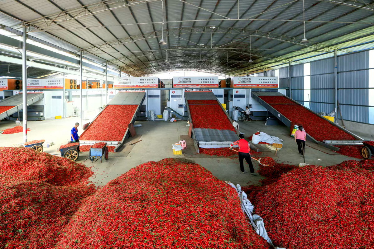 黔北小辣椒 “辣”动致富大产业