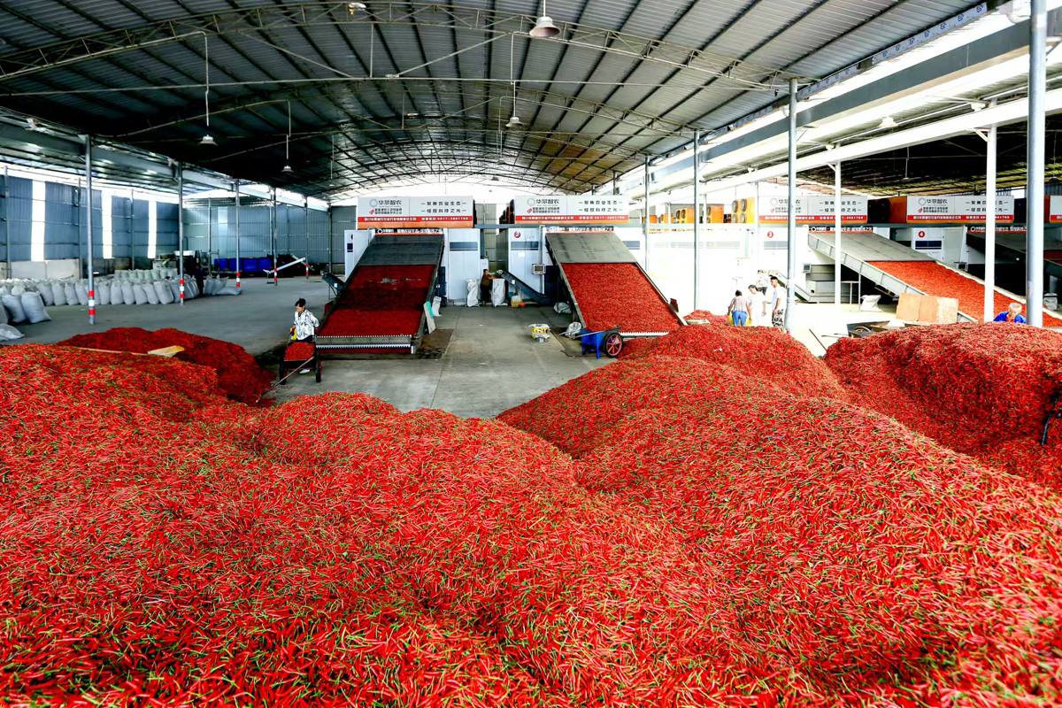 【辣博会】遵义：以“辣”招商 做大产业集群