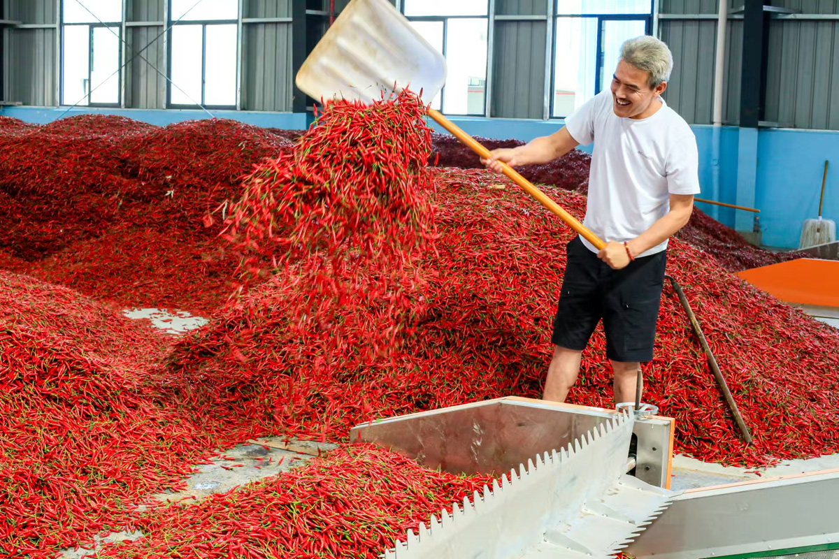 中国辣椒产量第一大省
