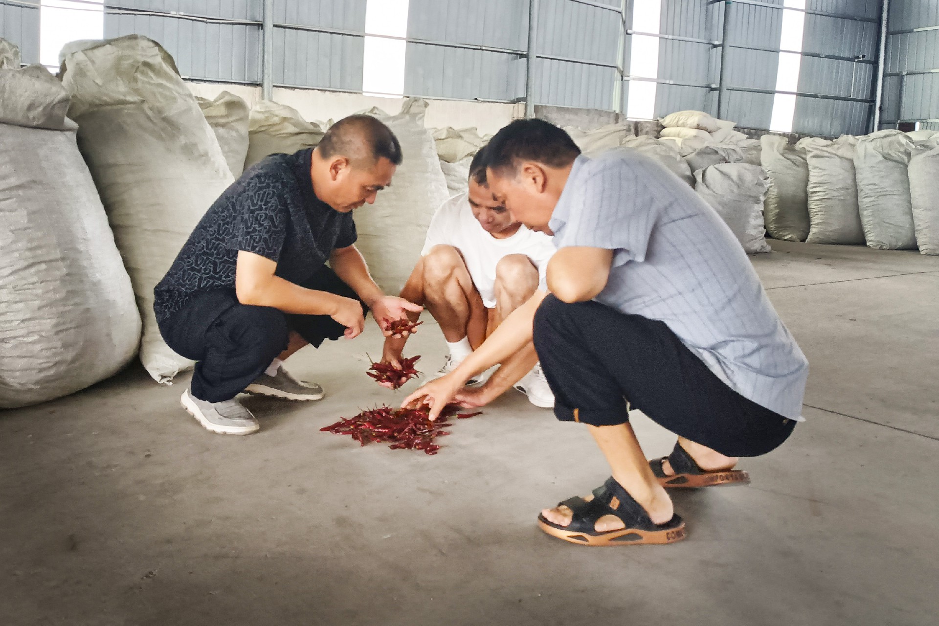 2025年8月12日遵义市虾子辣椒城辣椒市场王总、彭总来我厂选购干椒产品