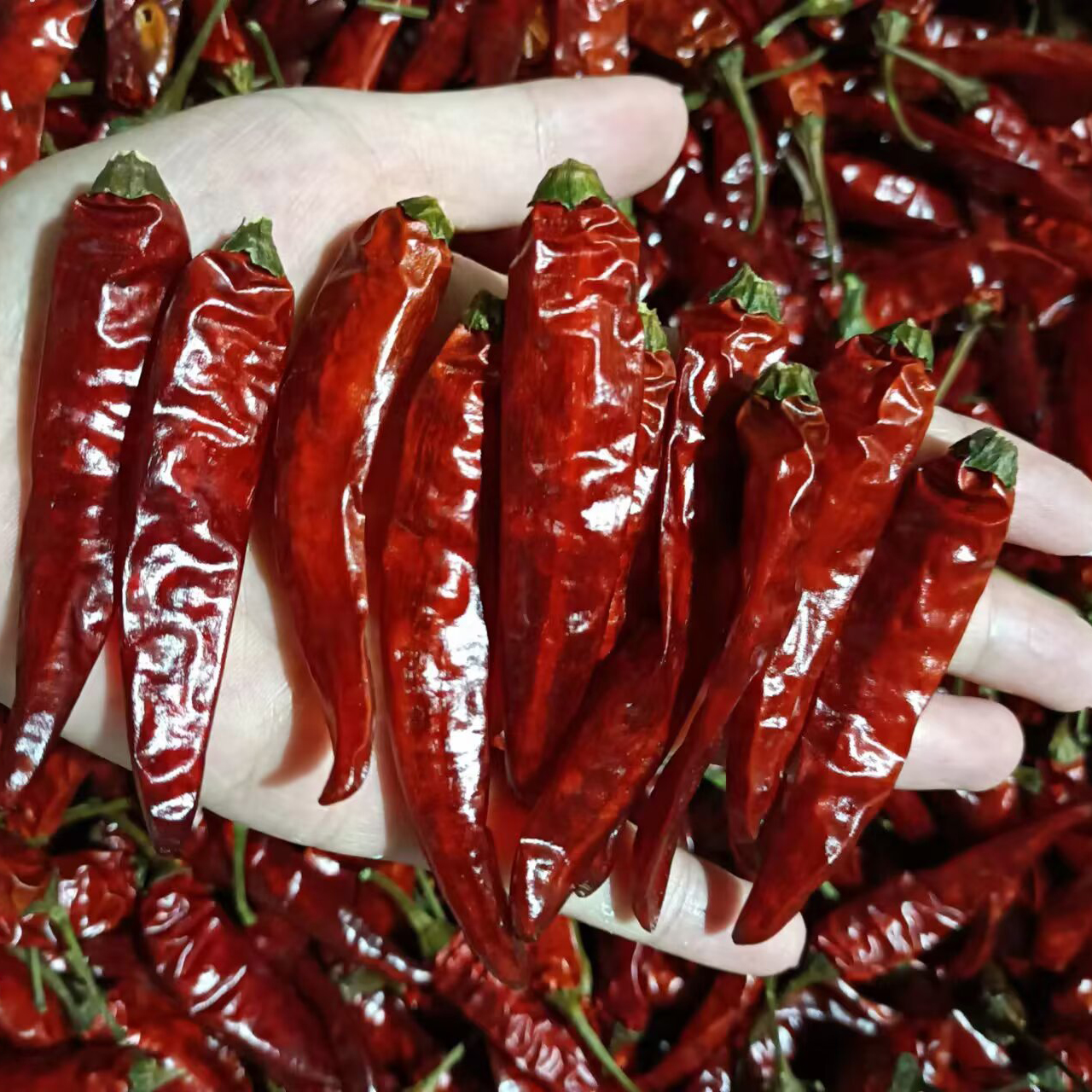 2025年8月干椒产品售卖火热