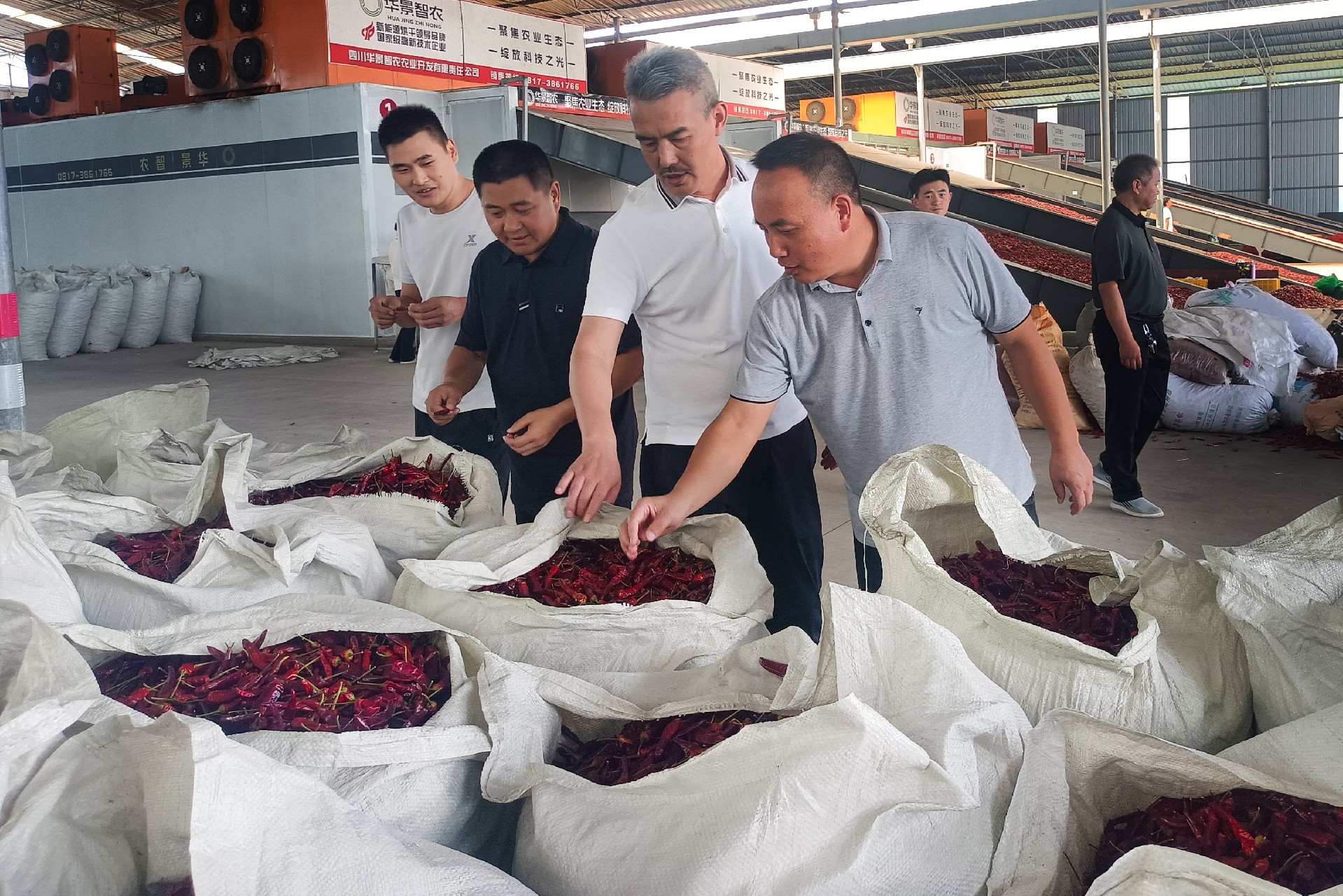 2025年8月13日农投集团党委委员、副总经理赵剑钊调研2025年我公司鲜椒收购、烘干生产等工作